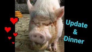 Update On Mini Pig Sammy's Arthritis | Getting Old SUCKS!