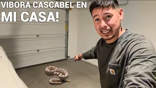 Me Salió Una Víbora Cascabel En Mi CASA!😳