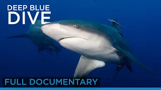 Deep Blue Dive (Full Documentary) | Earth Touch TV