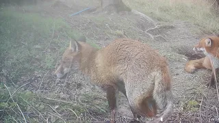 Fox seeking mate...