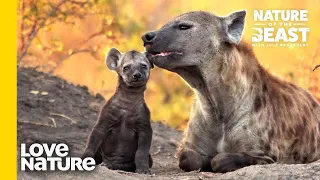 Baby Hyena Loves To Play With Mom! | Nature of the Beast | Love Nature