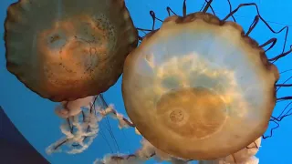 Japanese Sea Nettle, National Aquarium