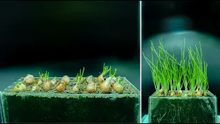 How To Grow Onions At Home From Start To Finish Time Lapse