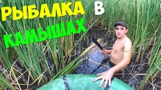 Рыбалка в камышах на карпа! Что я поймал.Карпы в сметане на гриле.