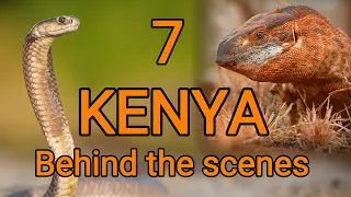 Behind the scenes KENYA 7, big monitor lizard, deadly venomous Ashe's spitting cobra rescue, herping