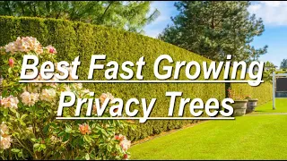 Best Fast Growing Privacy Trees
