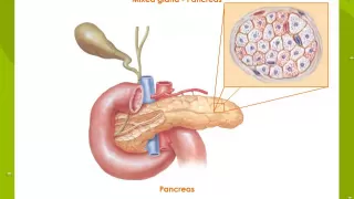 Exocrine Gland and Endocrine Glands