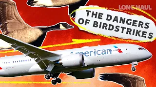 The Dangers of Birdstrikes in Aviation