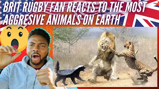 🇬🇧 BRIT Rugby Fan Reacts To The Top Ten MOST AGGRESSIVE Animals On The PLANET!