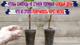 🍇 Как ПОЛИВАТЬ САЖЕНЦЫ винограда чтобы не ГНИЛИ КОРНИ? Что БУДЕТ если поливать КАЖДЫЙ ДЕНЬ?