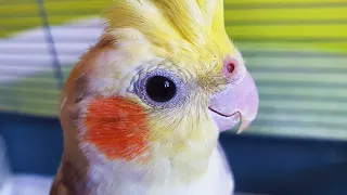 Parrot Cockatiel Singing (Nymphicus Hollandicus)