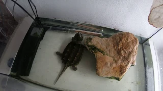 Mi tortuga ha muerto!!😨🐢