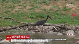 Рідкісний чорний лелека з'явився на річці в центрі Ужгорода