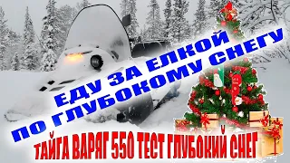 ПОКАТУШКИ ПО ГЛУБОКОМУ СНЕГУ ТАЙГА ВАРЯГ 550 | МАКСИМАЛКА НА ТАЙГЕ В ПУХЛЯКЕ