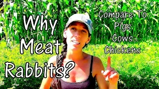 Why Rabbit Meat? - Comparing Rabbits To Cow Pig And Chicken