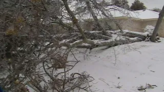 DFW winter storm: Taking a look at tree damage in Plano