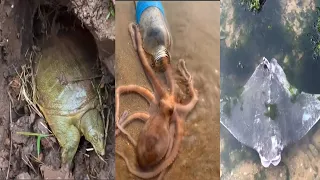 😍 Catching Seafood😍Deep Sea Octopus (Catch Crab, Catch Fish) Video #29