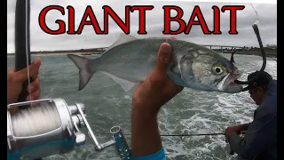 Huge Bait Used for a Jetty Giant!