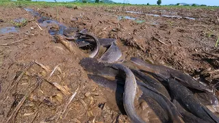 amazing fishing! catch a lots of catfish in mud little water at field by hand a fisherman