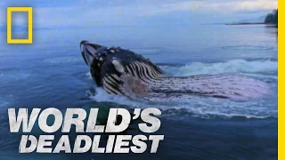 Giant Jaws of Death | World's Deadliest