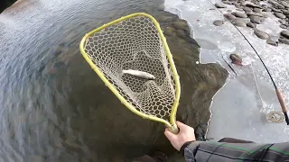 Fishing a river LOADED WITH RAINBOW TROUT