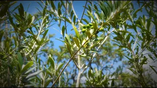 The Olive Grove on Florida’s Adventure Coast, Brooksville-Weeki Wachee (2021)