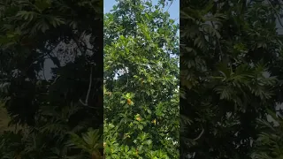 Breadfruit Tree 🇯🇲 #shorts #shortsvideo #jamaica #tree #tropical #nature #food #breadfruit #share