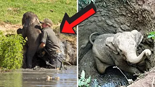 Baby Elephant Was Rescued From Drowning In A Hole By This Man, Then The Herd Does The Unexpected