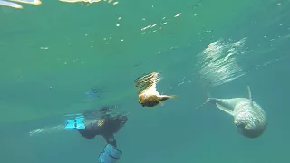 Dolphin Plays With Puffer Fish