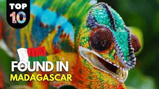 10 UNIQUE Animals Found in Madagascar 🇲🇬