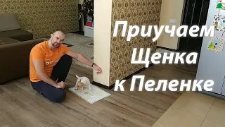 ПРИУЧАЕМ СОБАКУ К ТУАЛЕТУ, С РЕЗУЛЬТАТОМ ;)