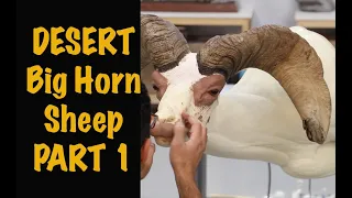 Bighorn Sheep taxidermy shoulder Mount Part 1of 2.