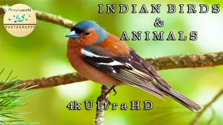 4k ultra HD Indian Wild & Birds ||Collection Of Indian Birds 4K HDR || Amazing World Photography