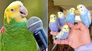 Baby Animals 🔴 Funny Parrots and Cute Birds Compilation (2021) Loros Adorables Recopilación #13