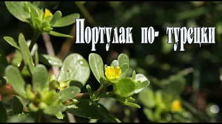 Вкусный и полезный сорняк. Портулак по- турецки. Рецепт.