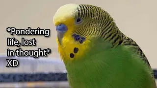 Parakeet Talks for Over 4 Minutes! - Boba the Budgie