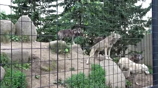 オオカミの遠吠え　2016年・2019年　旭山動物園　ケン・マース