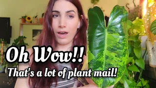 RARE PLANT MAIL!! Collective Birthday Plant Unboxing of Rare Philodendron, Hoya & Begonia 😍