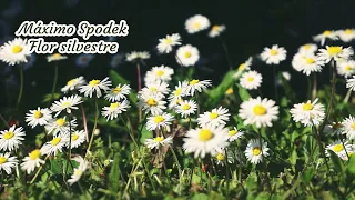 Máximo Spodek, Flor silvestre, Baladas y Melodias Románticas, Piano, Instrumental, The Bee Gees
