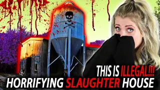 ￼MILLIONS OF ANIMALS SUFFERED IN THIS ILLEGAL SLAUGHTER HOUSE| ABANDONED ABATTOIR NEARLY BROKE ME!!