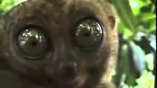 Funny: big eyes Tarsier