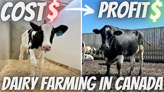 Finances Behind Raising Holstein Steers