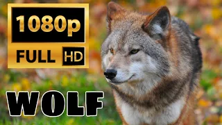 Wolf Hd Videos Collection | 1080p Full Hd