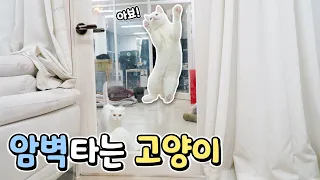 Cat Challenge Binge-Watching (ENG SUB)