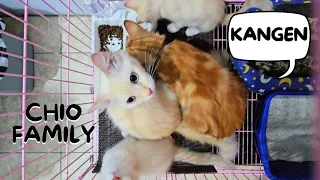 Chio Chiki Family. funny video cute cat animal trending viral kucing pet anjing channel youtube ai