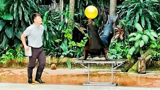 ការសម្តែង Splash Safari Show នៅ Singapore Zoo 🇸🇬