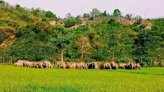 🦣South Garo Hills (Indo-Bangla) Border Area,ona Mongma Bachiniba Brangbagiparang🐘
