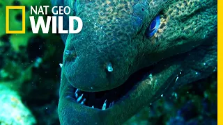 Moray Eel vs. Whitetip Reef Shark | Shark vs. Predator