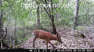 Тестовое видео GoPro12 | Камера зависла, Фото с фотоловушки. Тест на ветер.