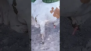 Bull Meeting with Cow | Breeding of Cows #shorts #viral #cow #bull #meeting #cows #cattle #breeding